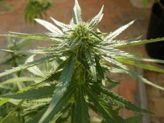 skunk