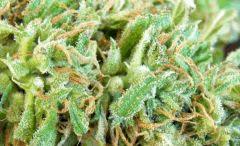 macro test shunk