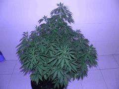 destroyer x blue diesel