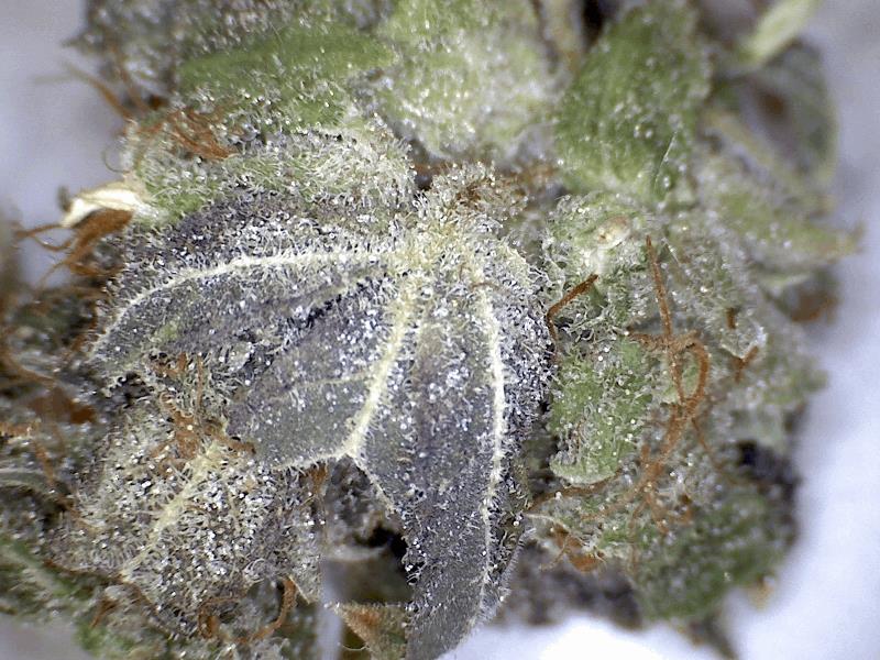 Himalayan Gold (GHS)