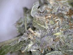 Himalayan Gold (Ghs)