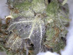 Himalayan Gold (GHS)