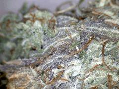 Himalayan Gold (Ghs) x25