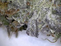 Himalayan Gold (Ghs) x25