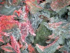 Himalayan Gold (Ghs)/ RedLight