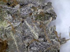 Himalayan Gold (Ghs) x25
