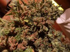 maccro hawaiian