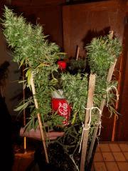 Neville haze