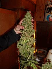 Bud Hawaiian