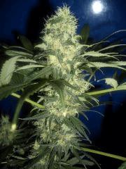 FLO + 54 (UNE AUTRE CRITICAL)