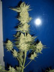 FLO + 60 CUT