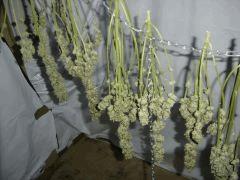 kush n cheese