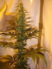 Fruitylicious F+33