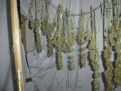 KushNCheese et Fruitylicious