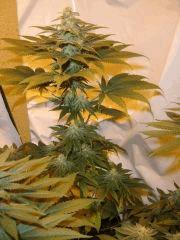 Kush N Cheese F+33