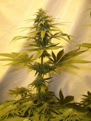 Kush N Cheese F+33