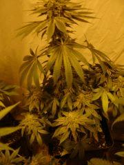 KushNCheese F+45