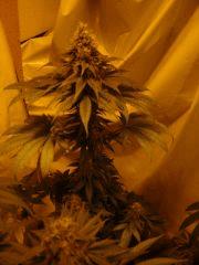 Fruitylicious F+45