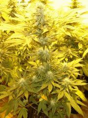 Somango x Kalimist F+33