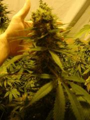 Somango X Kalimist F+45