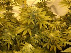 Kush N Cheese F+33