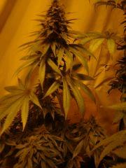 Fruitylicious F+45
