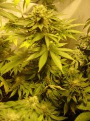 KushNChesse F+45