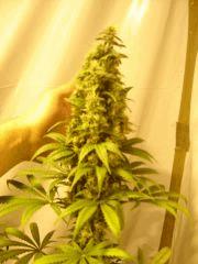 Fruitylicious F+45