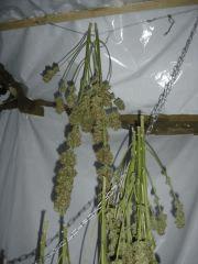 Crash Test KushNCheese et Fruitylicious