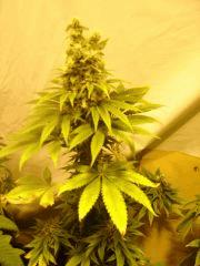 Fruitylicious F+45