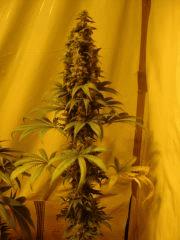 Fruitylicious F+45