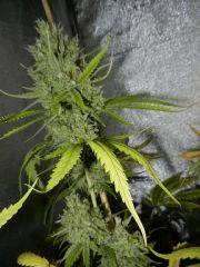 3 amnesia