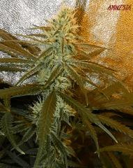3 amnesia