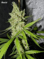 6 amnesia