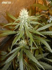 1 amnesia