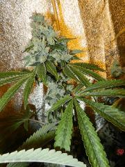 1 SOUR DIESEL
