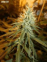 3 amnesia