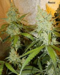 4 amnesia