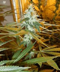 1 sour diesel