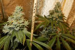 0 SOUR DIESEL