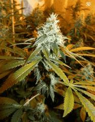 4 sour diesel