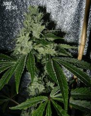4 sour diesel