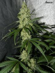 3 amnesia