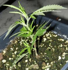 5 c99 Outdoor