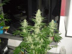 ak47 2012 2013