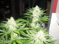 ak47 2012 2013