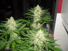 ak47 2012 2013