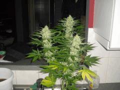 ak47 2012 2013