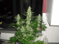 ak47 2012 2013