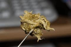 BHO